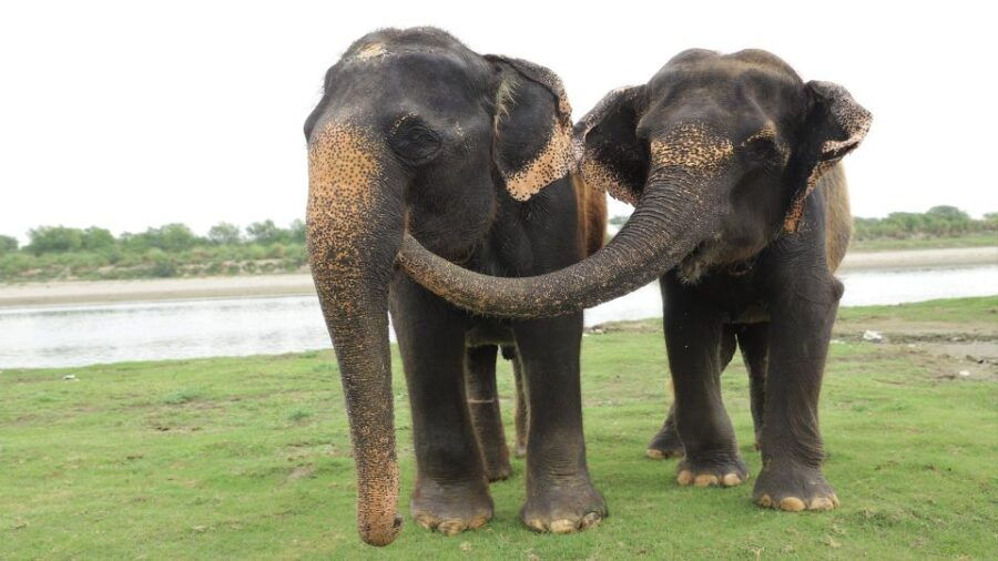 From Delhi: Private Tour of Agra and Wildlife Care Center - Full Description