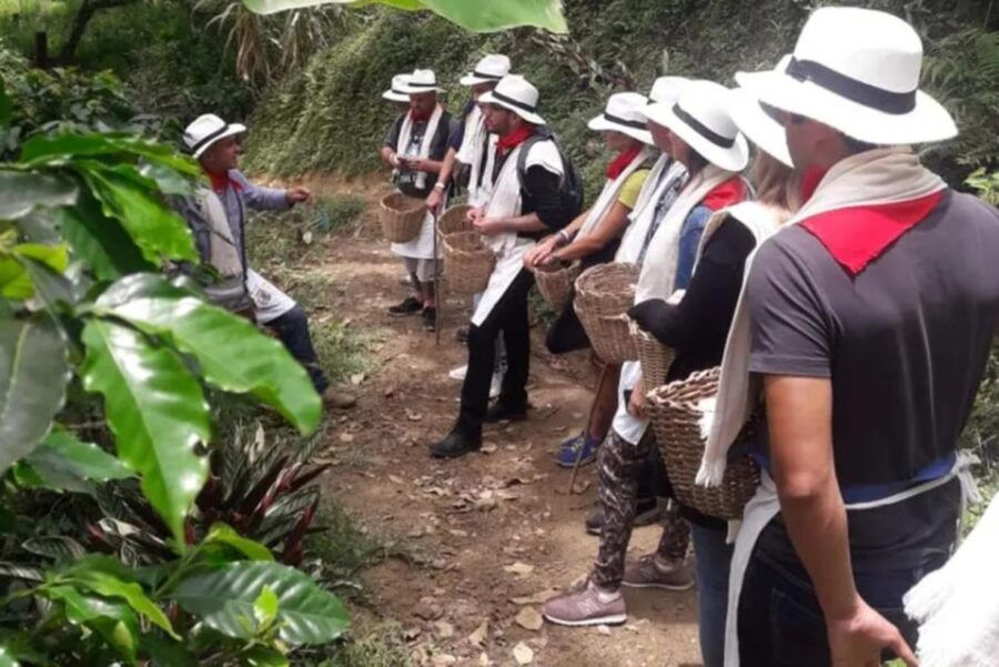 From Farm to Cup: The Ultimate Coffee Tour - Tour Overview