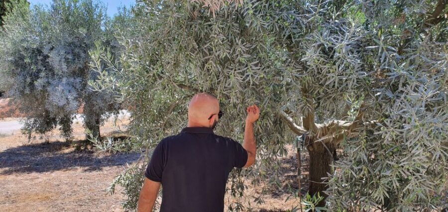 From Faro: Private Olive Oil Mill Tour With Tasting & Lunch - Tour Details