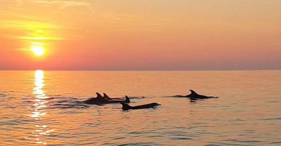 From Fazana: Private Dolphin Search & Sunset Cruise