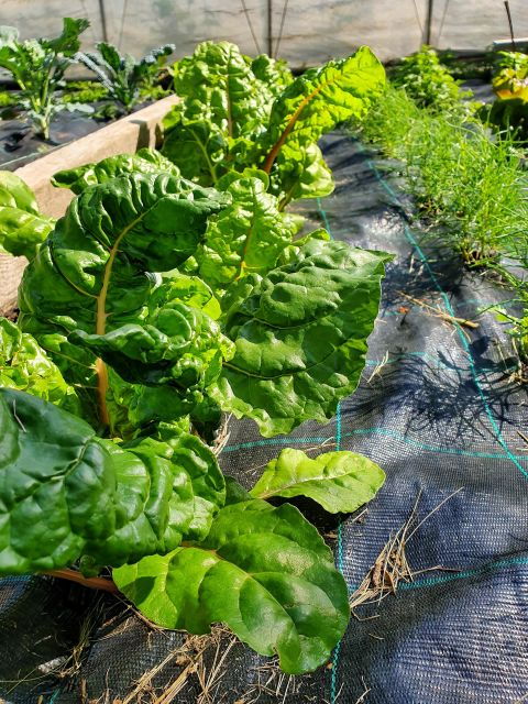 From Field to Table: Harvest and Creative Cuisine - Creative Cooking in a Professional Kitchen