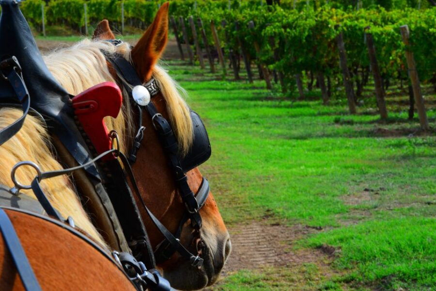 From Florence: Maremma Private Wine Tour and Suvereto - Highlights