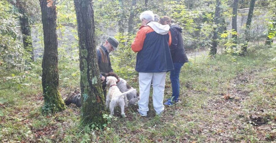From Florence: Truffle Hunt and Lunch in the Countryside - Experience Details
