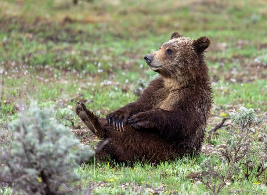 From Jackson Hole: Half-Day Grand Teton Wildlife Tour - Good To Know