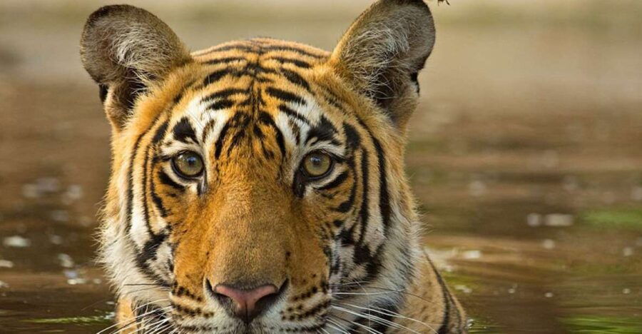 From Jaipur : 06 Days Jaipur, Pushkar, and Ranthambore Tour - Tour Duration and Pricing