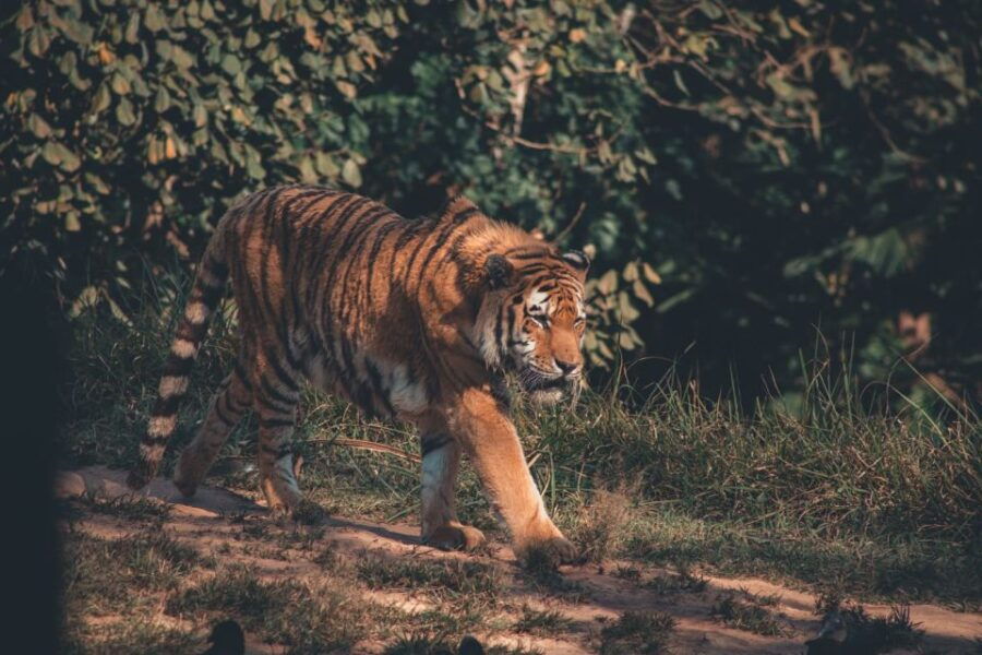 From Jaipur : 2 Days 1 Night Ranthambore Tiger Safari Tour - Good To Know