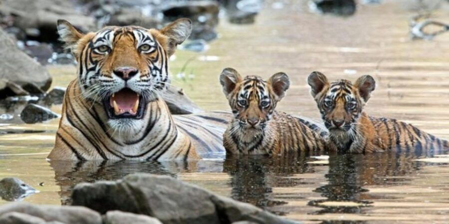 From Jaipur: Guided Ranthambore Tour With Cab - Tour Details