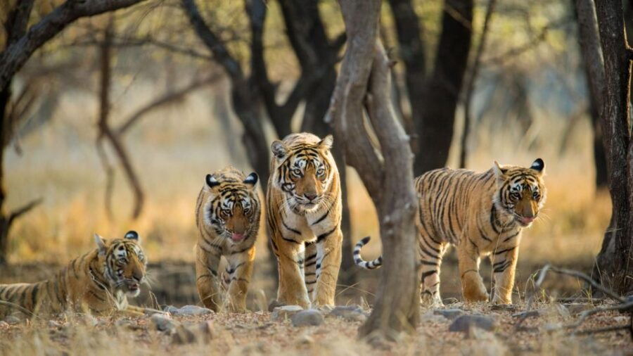 From Jaipur: Private Ranthambore Day Trip With Tiger Safari