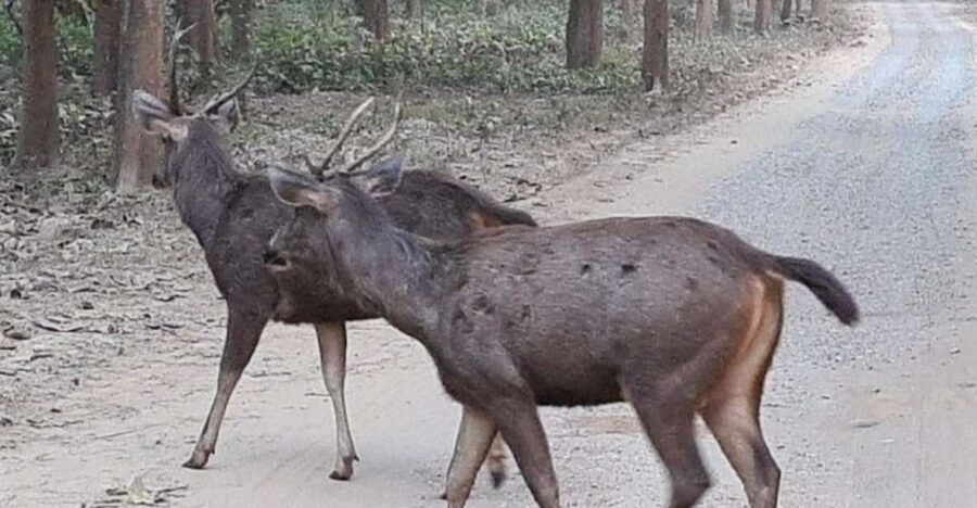 From Jaipur: Ranthambore Tiger Safari Tour By Car - Good To Know