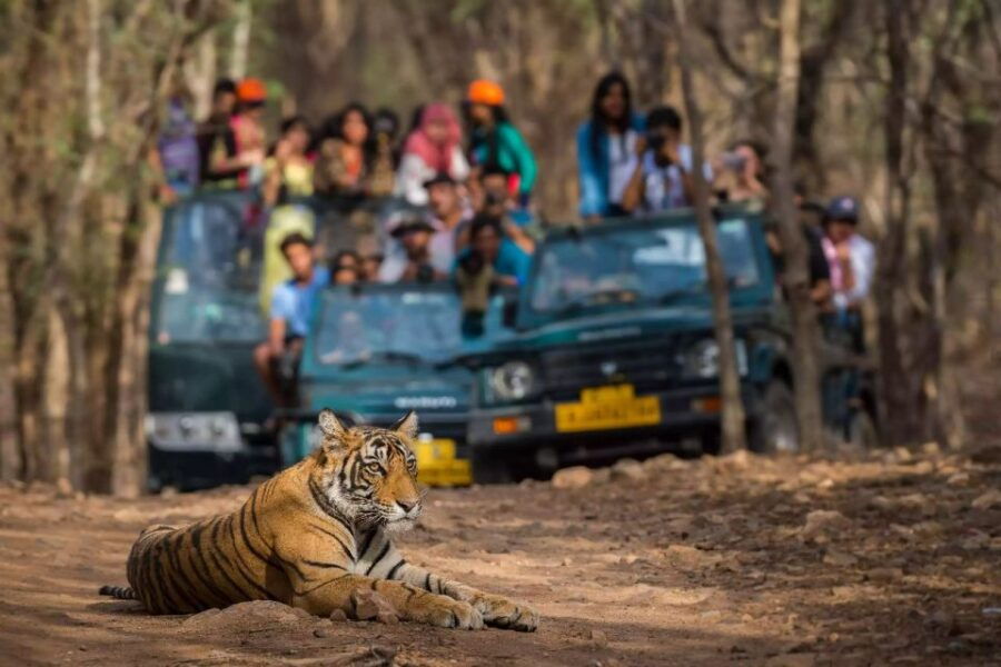 From Jaipur:Ultimate Jaipur to Ranthambore Jeep Safari Tour - Good To Know