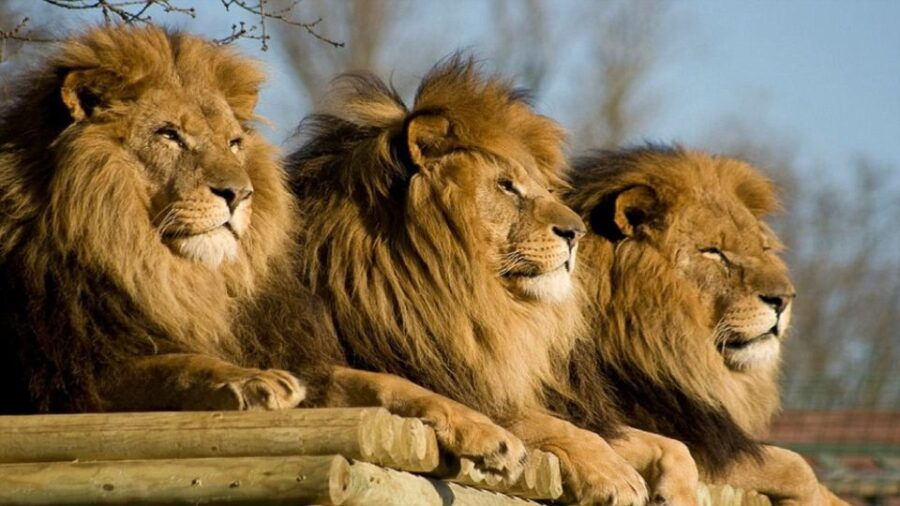 From Johannesburg: Lion & Safari Park Half-Day Tour