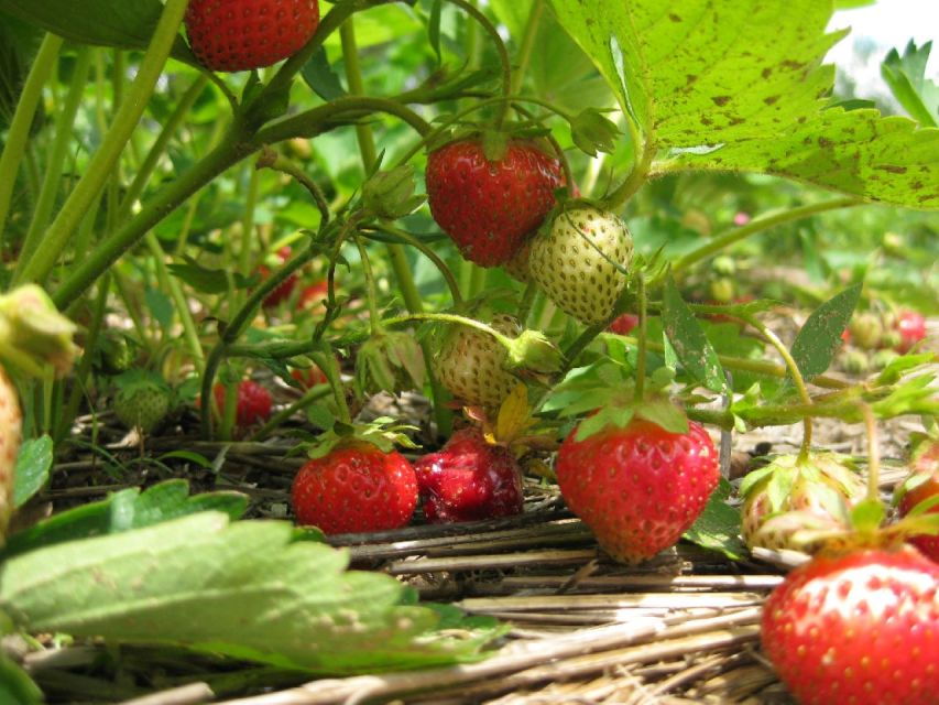 From Mattituck: North Fork Area Bike Tour With Food Tasting