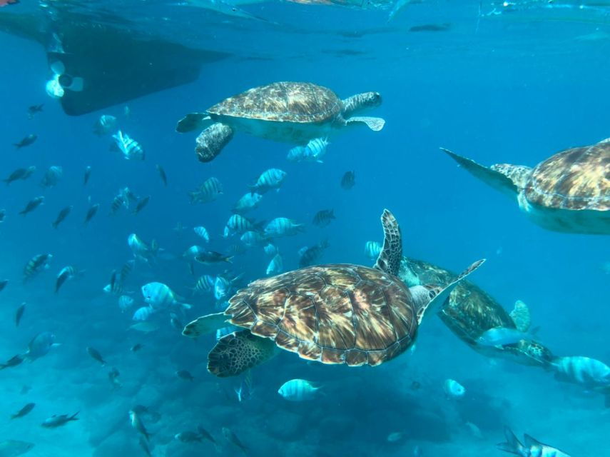 From Mindelo: São Vicentes Enchanting Sea Turtle Snorkeling