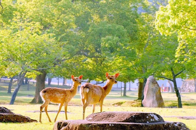 From Osaka 10 Hours Tour With Private Vehicle in Kyoto or Nara - Good To Know