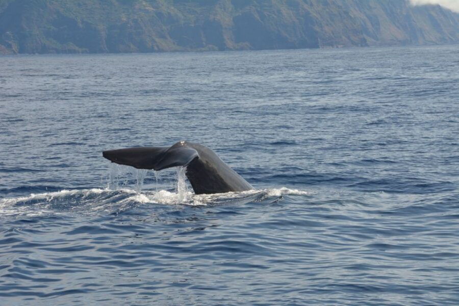From Porto Moniz: Whale and Dolphin Watching Tour in Madeira - Tour Details