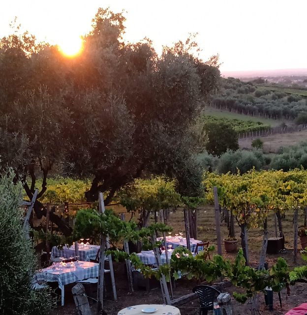 From Rome: Frascati Wine and Olive Oil Tour With 2 Meals - Itinerary