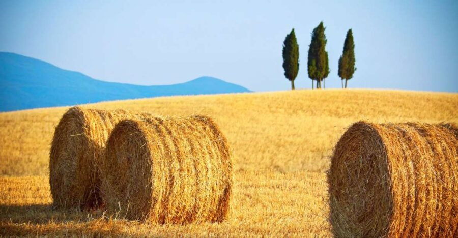 From Rome: Private Tuscany Day Trip - Trip Details