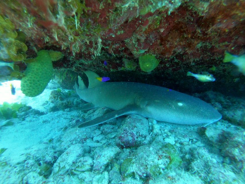 From San Andres: Cayo Acuario Tour