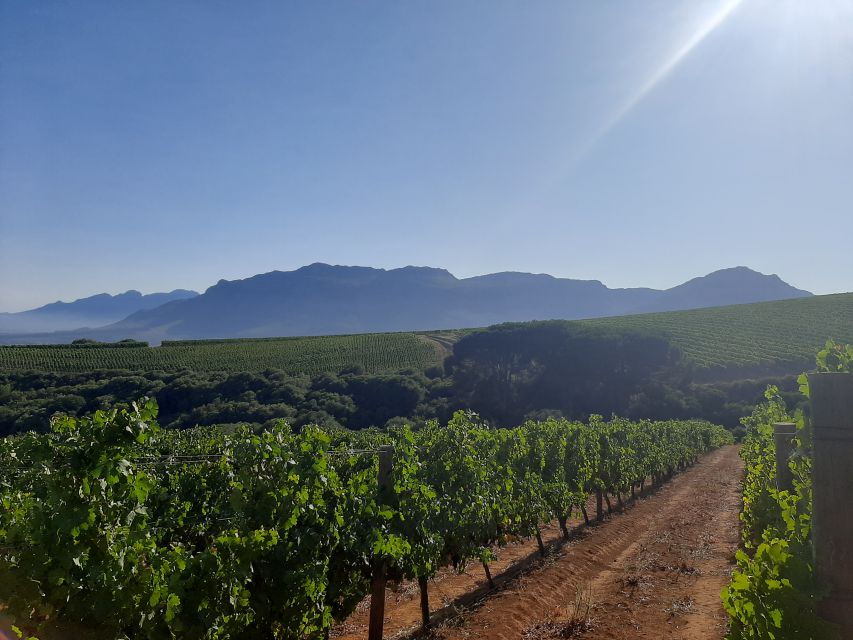 From Stellenbosch: Stellenbosch Guided Vineyard Walk