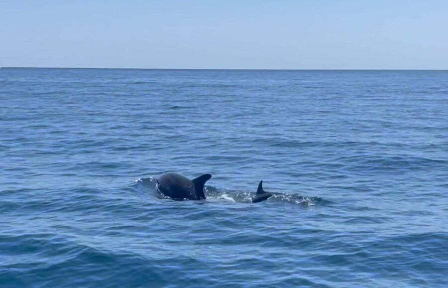Fuengirola: Speedboat & Encounter Dolphins - Booking Information