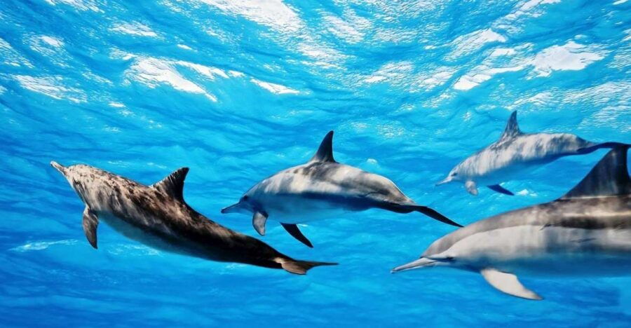 Fuerteventura: Whale & Dolphin Watching Boat Tour With Guide