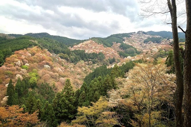 Full-Day Private Guided Tour in a Japanese Mountain: Yoshino, Nara - Good To Know