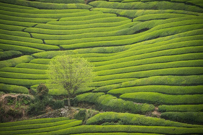 Full Day Private Matcha Experience True Hidden Kyoto - Good To Know