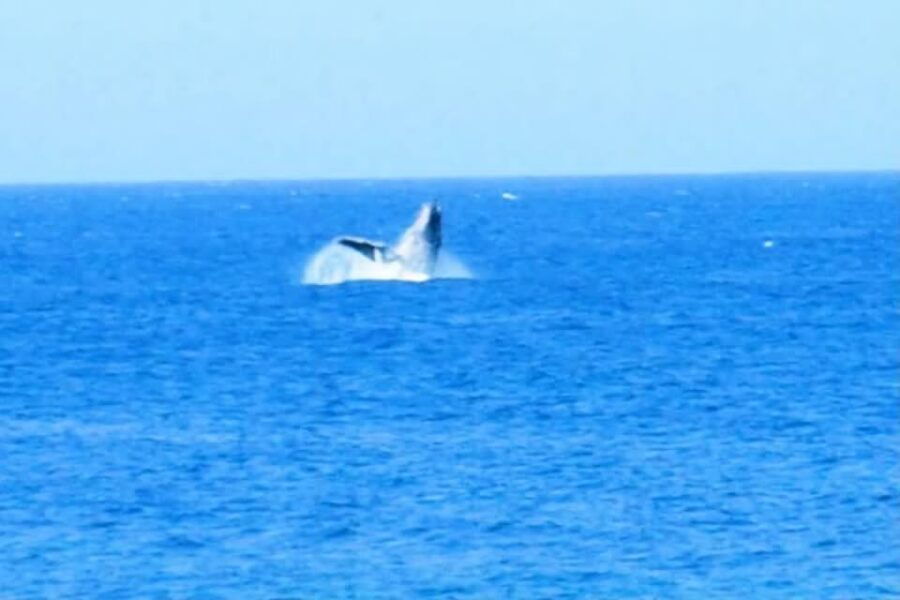 Full Day Sal Island Tour in Santa Maria