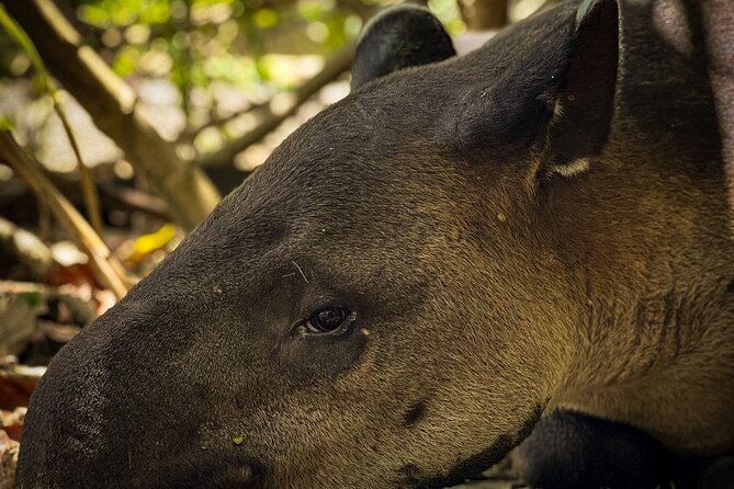 Full Day Tour Corcovado National Park. - Good To Know