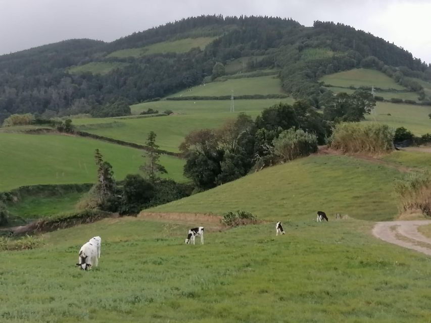 Full Day Tour Sete Cidades and Lagoa Do Fogo €75 - Tour Highlights