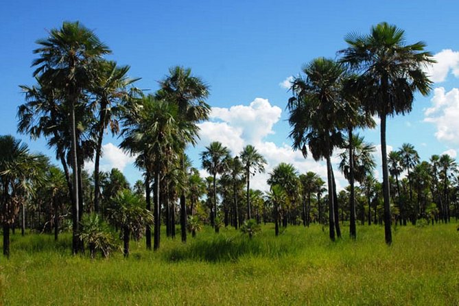 Full-Day Tour to Chaco From Asunción