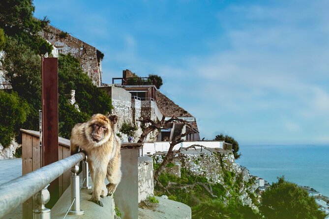 Full Day Tour to Gibraltar From Torremolinos or Benalmádena - Good To Know