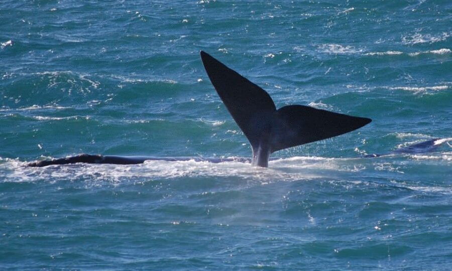 Full Day Trip to Hermanus From Cape Town - Important Information