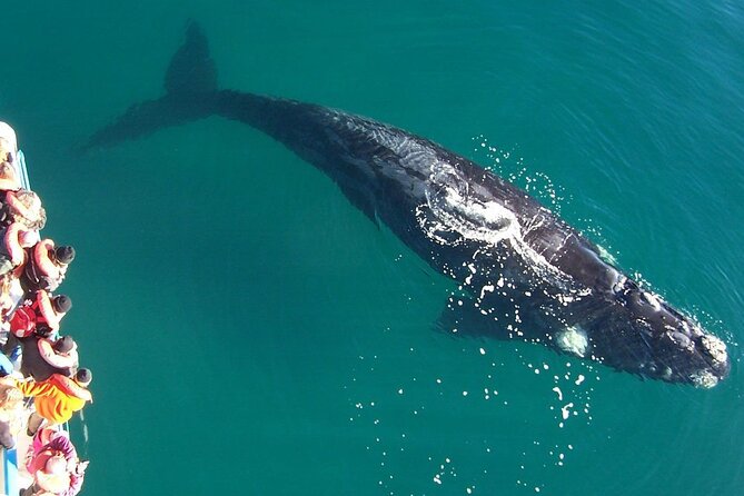 Full Day Whale Watching From Puerto Madryn - Good To Know