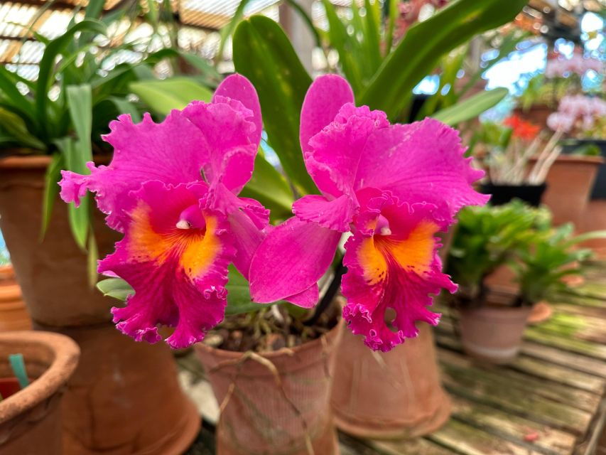 Funchal Tuk Tuk Guided Tour & Orchid Garden