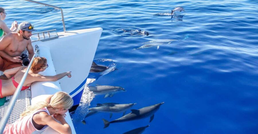 Funchal:Hop-On Hop-Off Bus & Whale & Dolphin Boat Excursion - Good To Know