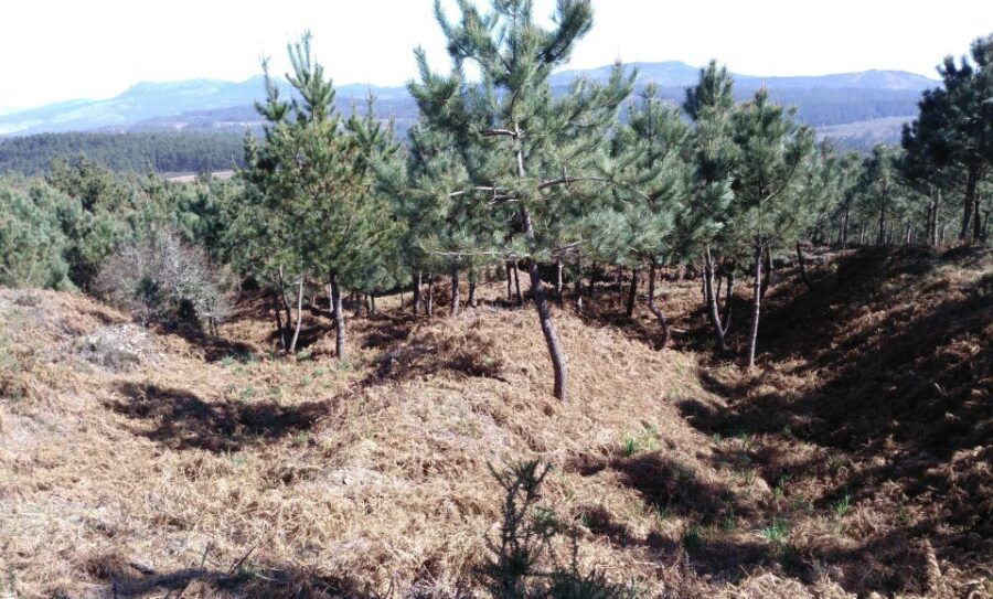 Gallaecian-Roman Gold Mining in Serra Da Groba Tour - Tour Overview