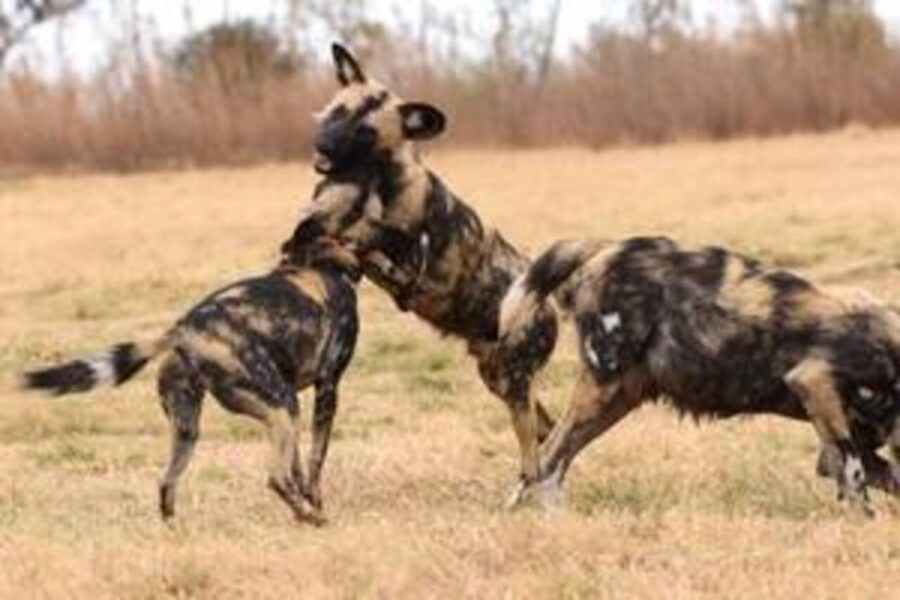 Game Drive (Min. 2 Pax) - Activity Details