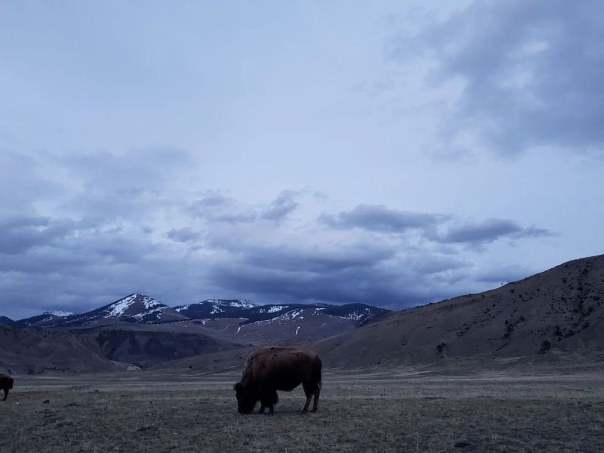 Gardiner: Yellowstone National Park Wildlife Guided Tour