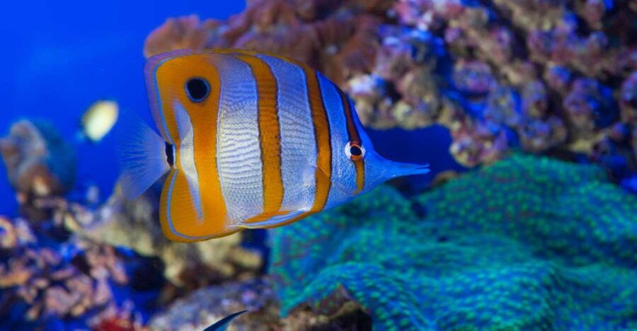 Genoa: Aquarium, Galata Museum & Submarine Entry Tickets - Inclusions and Validity Information