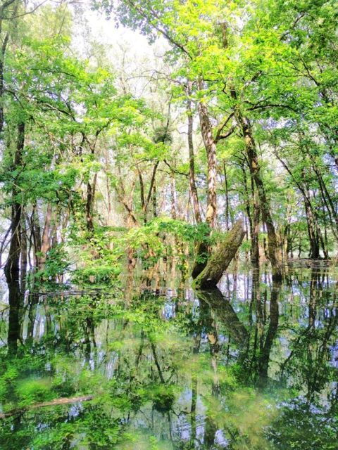 Géraudot: Excursion in the Bayou Champenois - Pricing and Duration