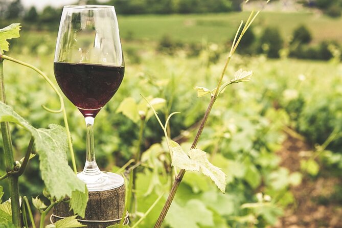 Gozo Wine and Food Tasting