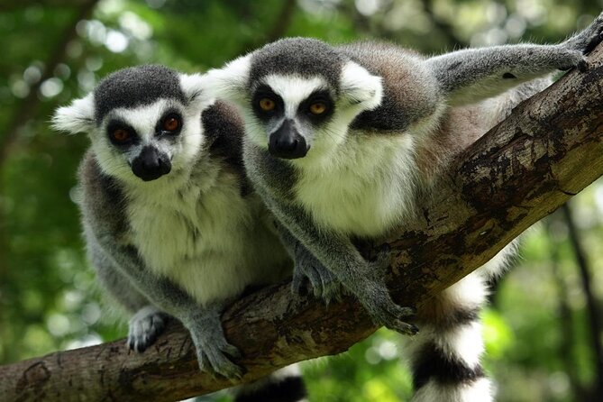 Grand Budapest Scooter Tour - Good To Know