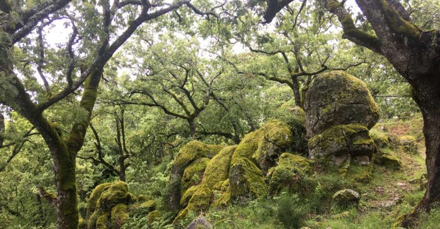 Gredos: Guided Hike in the Vettón Forest - Good To Know