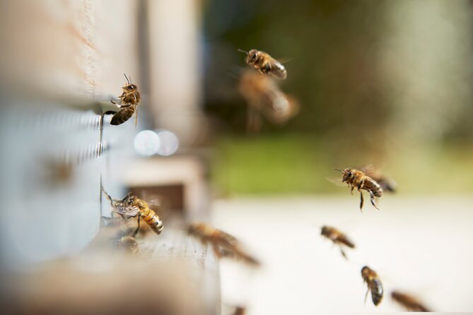 Green Tour of Château De La Dauphine - Good To Know
