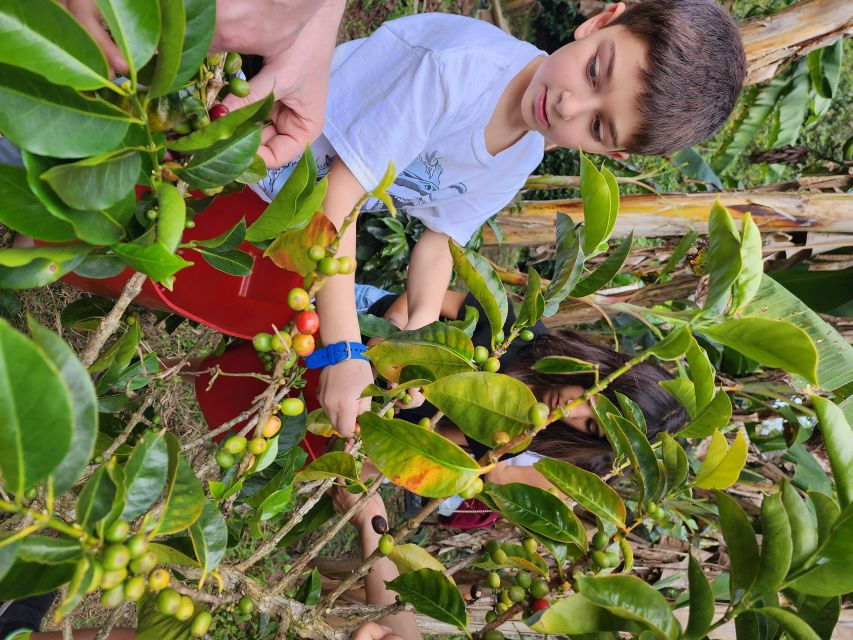 Guatape Coffee Villa Including Rock Town & Waterfall - Hotel Accommodations and Logistics