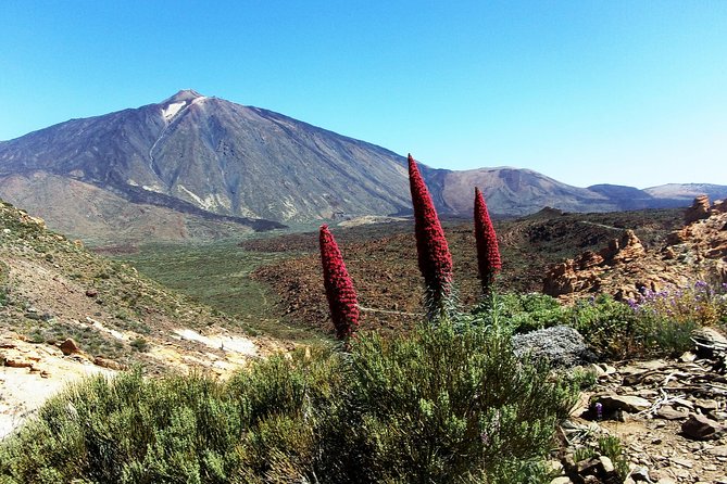 Guided Hike – The Tajinaste Trail