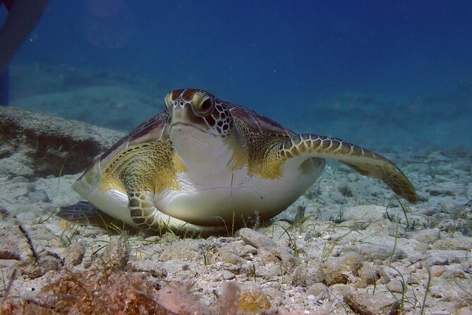 Guided Snorkeling Trip to See the Turtles