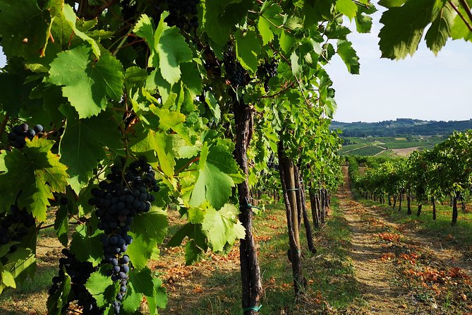 Guided Tour With Tasting