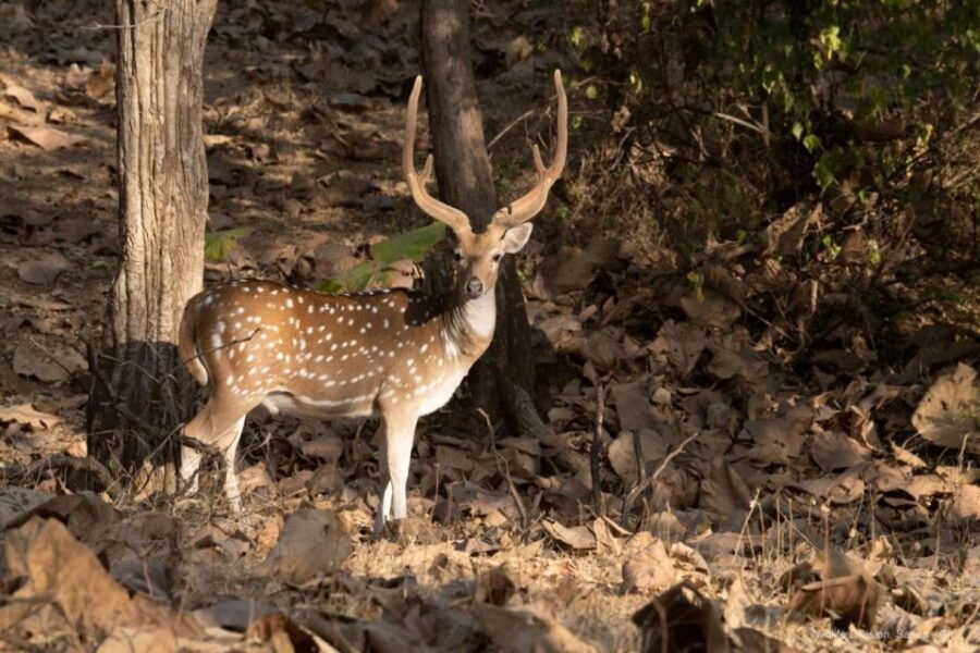 Gujarat: Devalia Park ( Devaliya ) Guided Jeep Safari